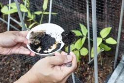 You Should Save Your Coffee Grounds, Here’s 6 Ways To Reuse Them