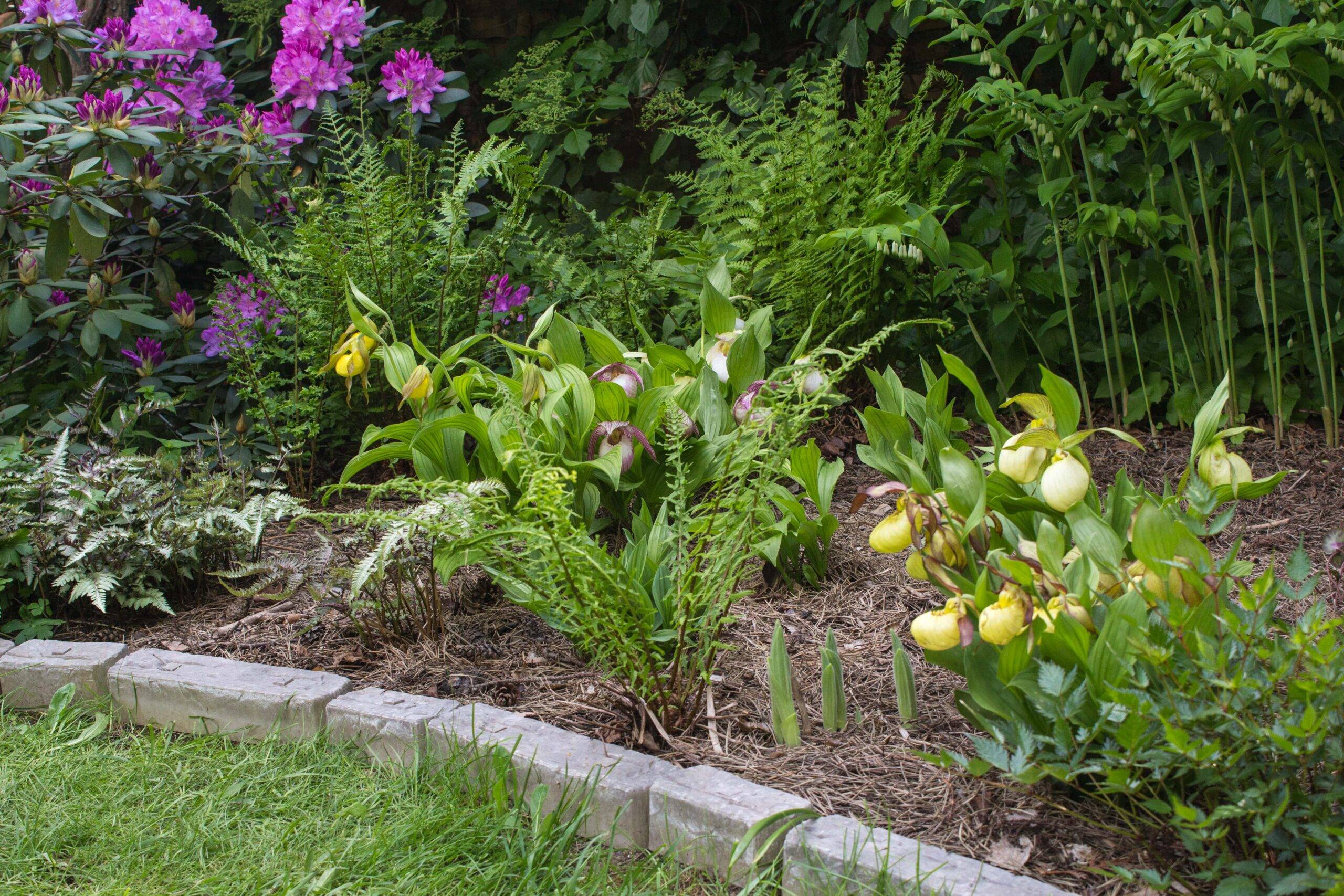 A close shot of a section of a garden bed with blooming flowers and shrubs.