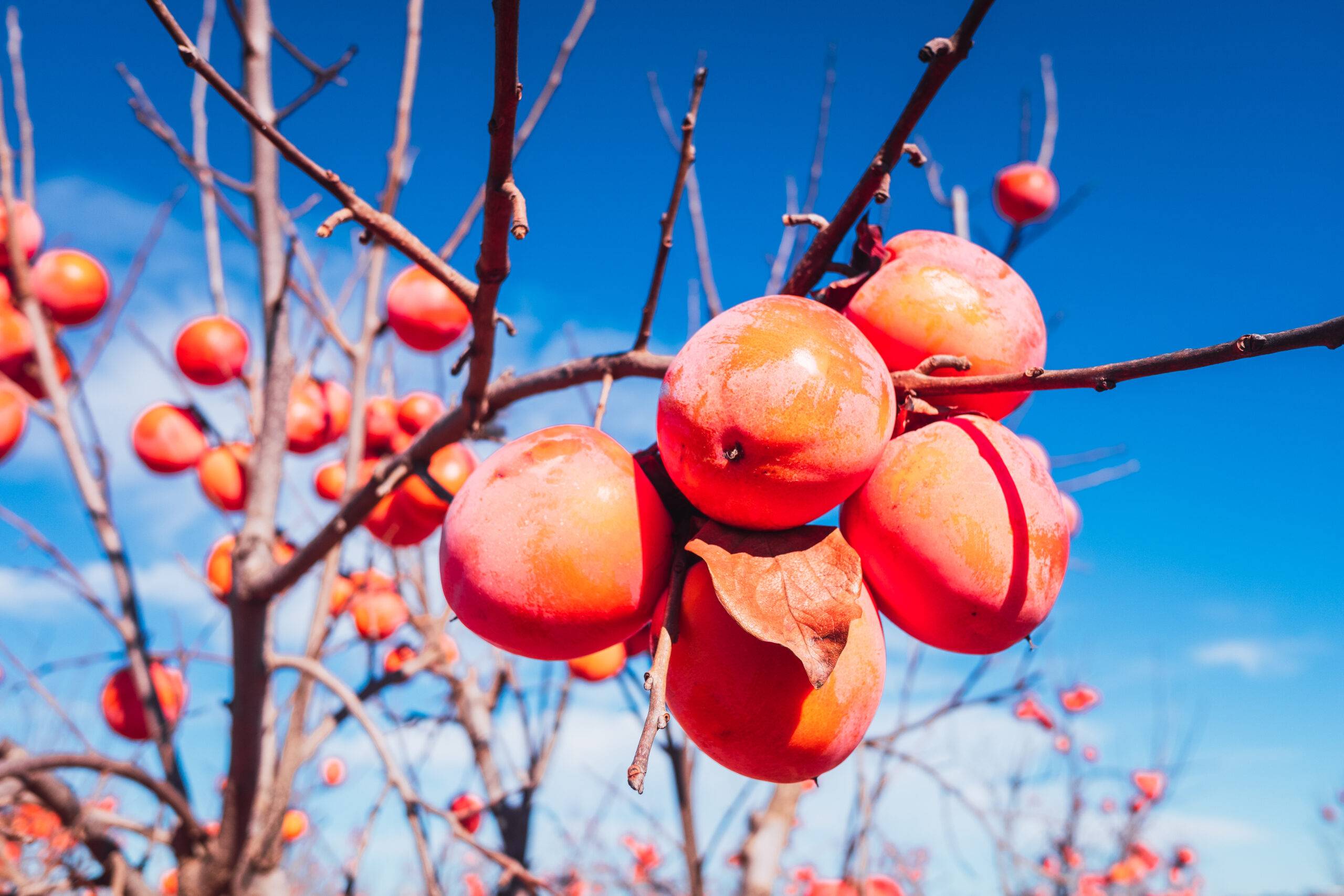 Diospyros kaki, of the Persimon variety, ripe on a tree branch in a plantation in Valencia, Spain.