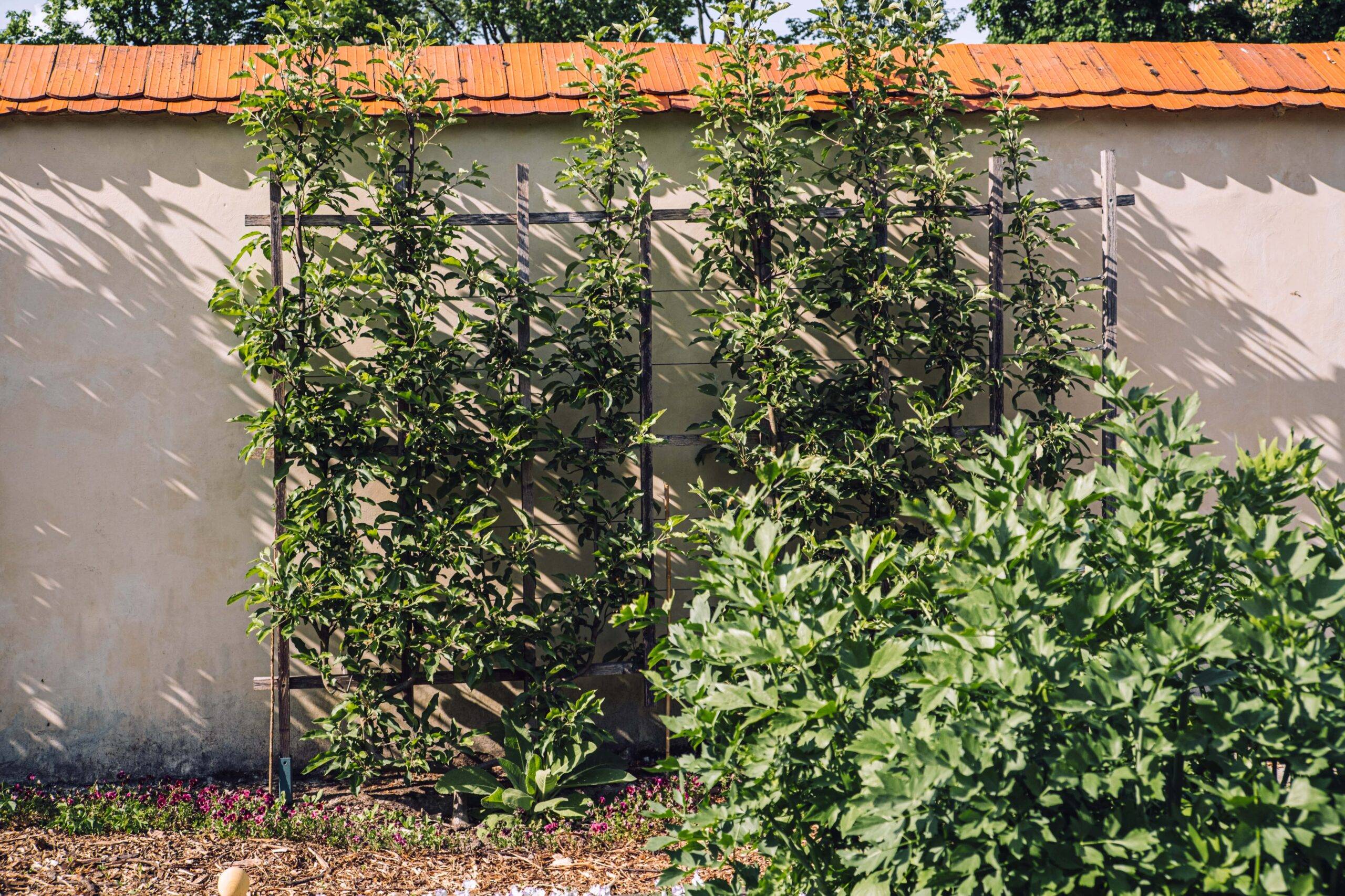 Two large wall trelises with luck vines climbing them.