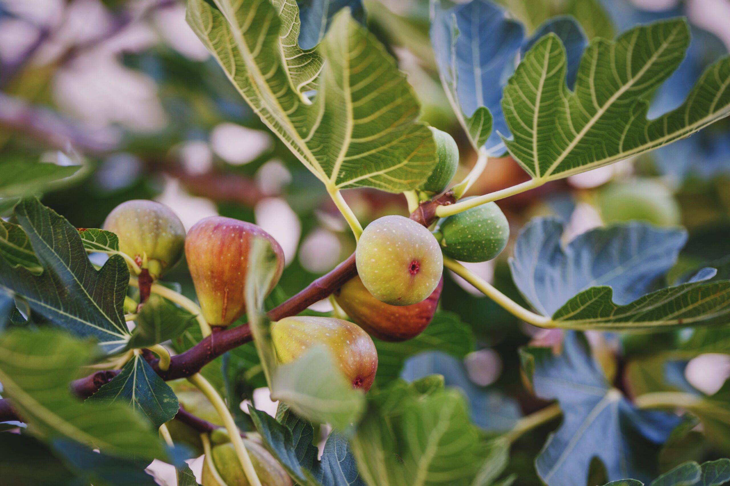 A closeup of a branch of a fig tree.