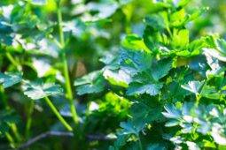 Plant These Herbs Near Your Tomatoes To Help Them Thrive