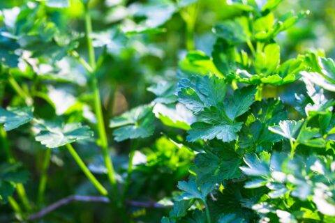 A close shot of some parsley growing in a garden.
