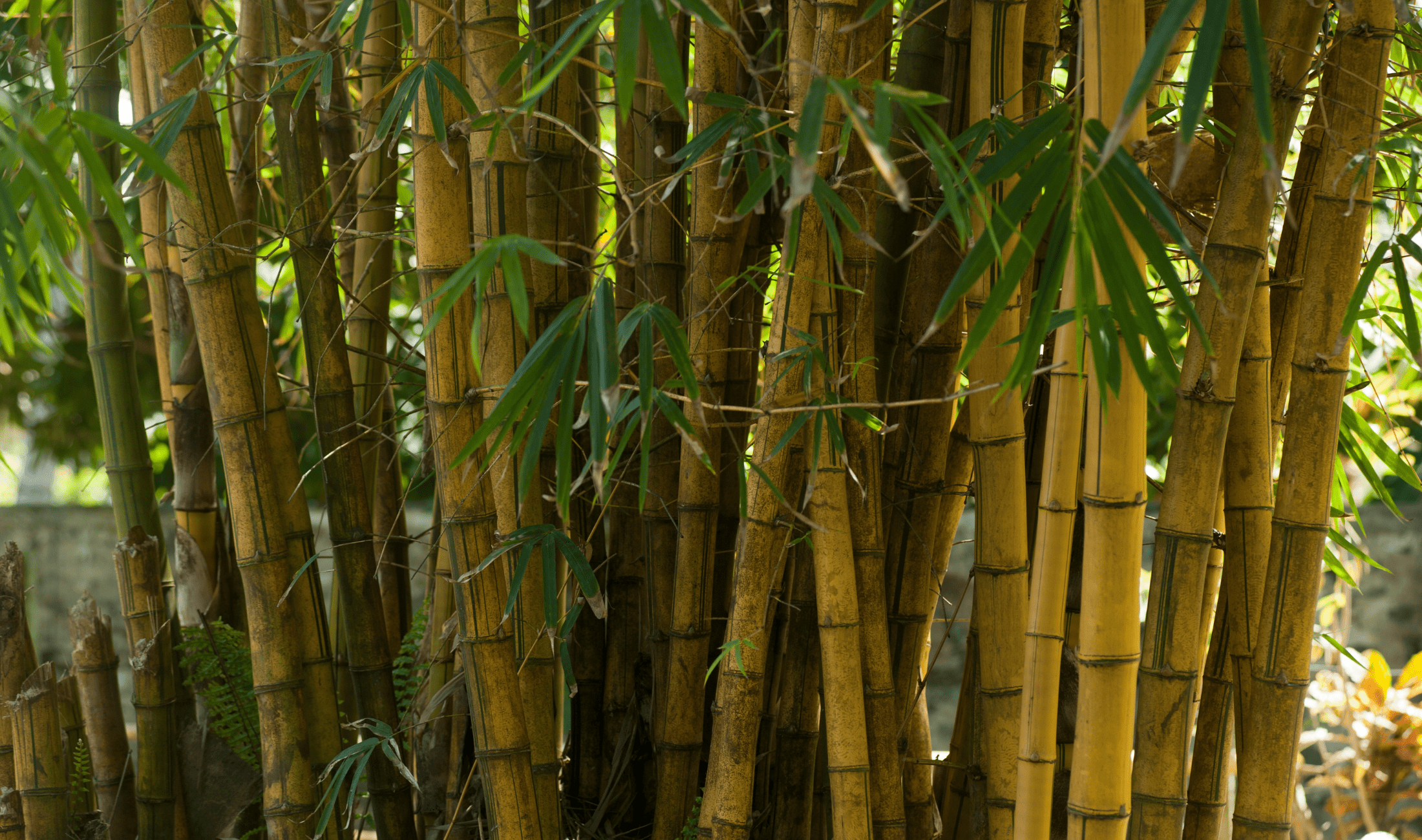 A close shot of a growing bushel of bamboo.