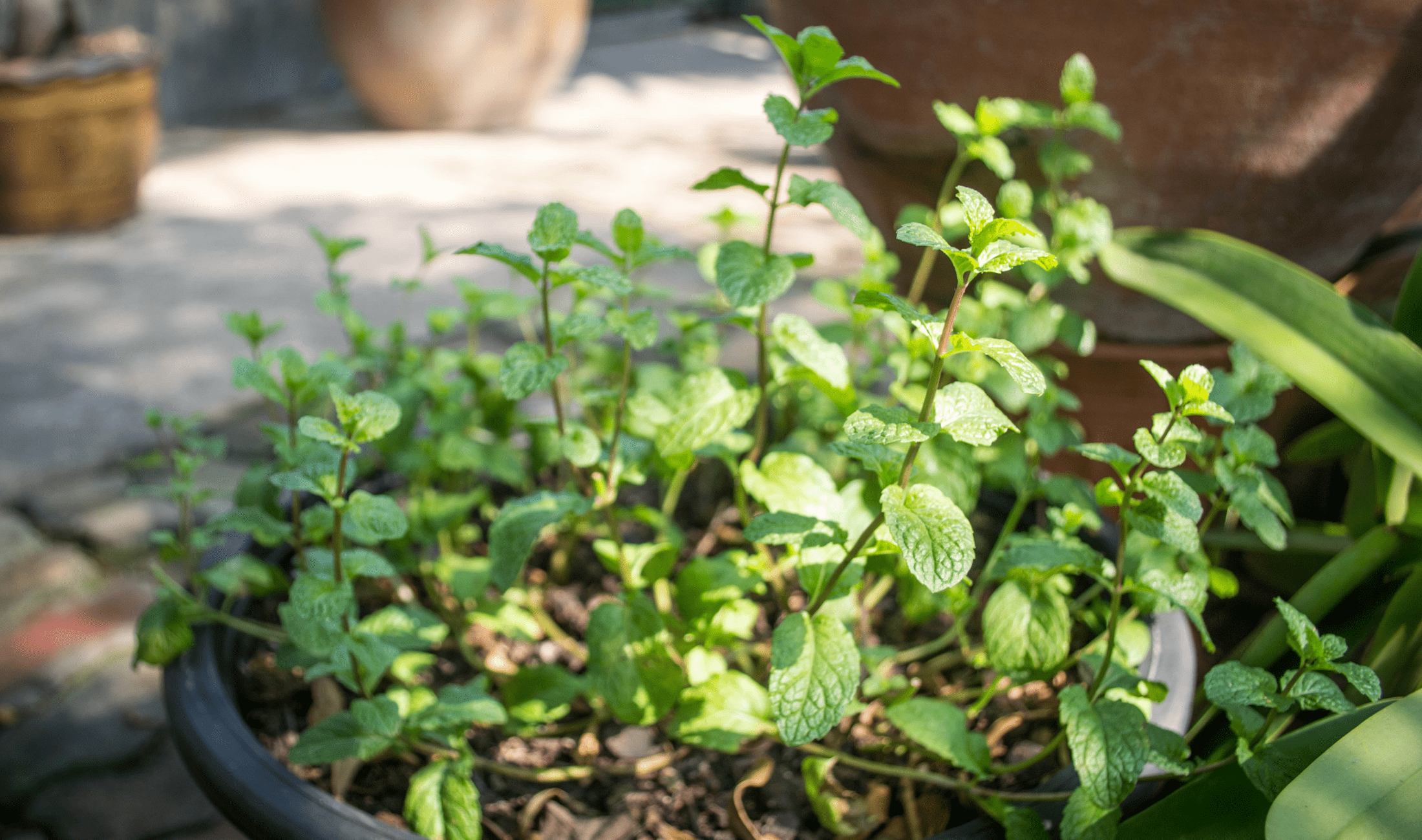 A potted mint plant.