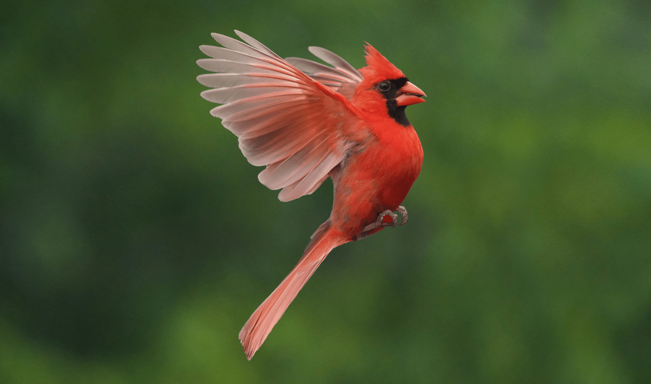 A cardinal mid-flight.