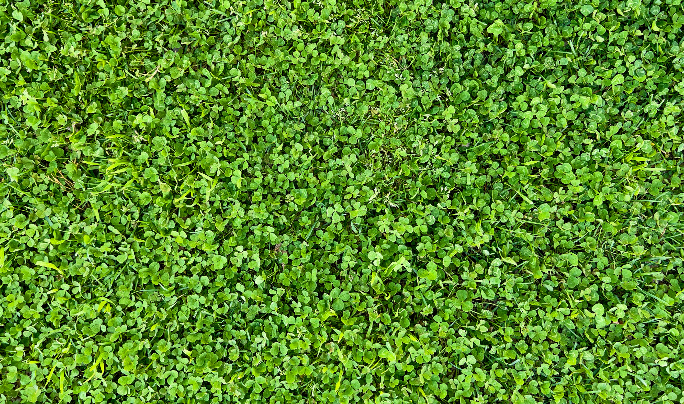 A clover lawn