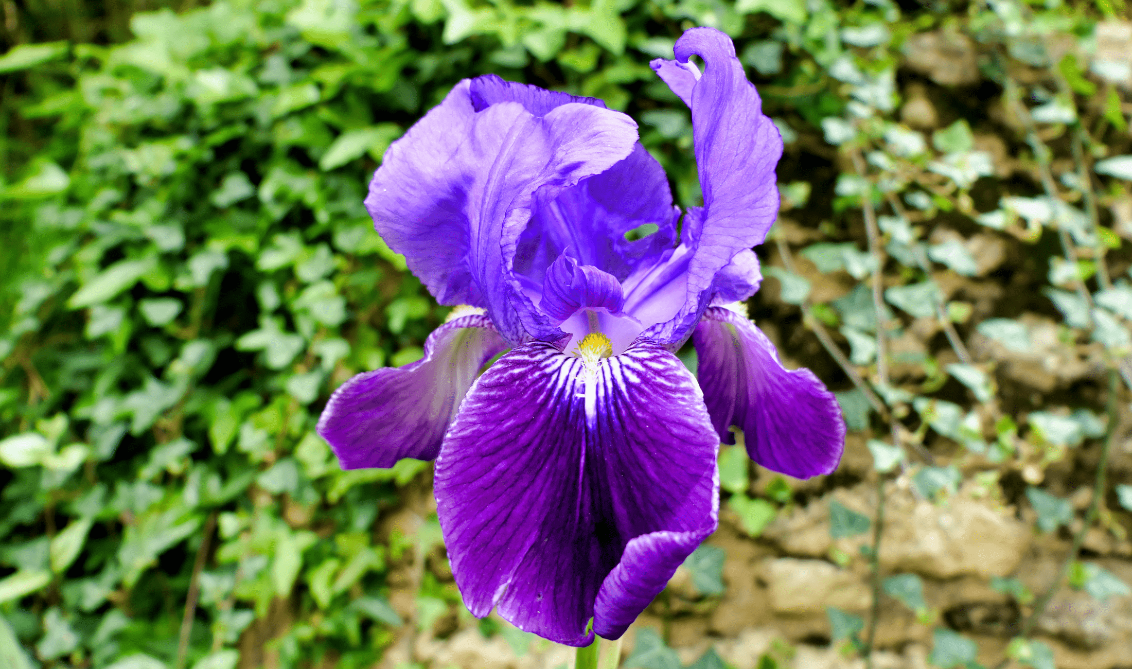 A single purple bearded iris.