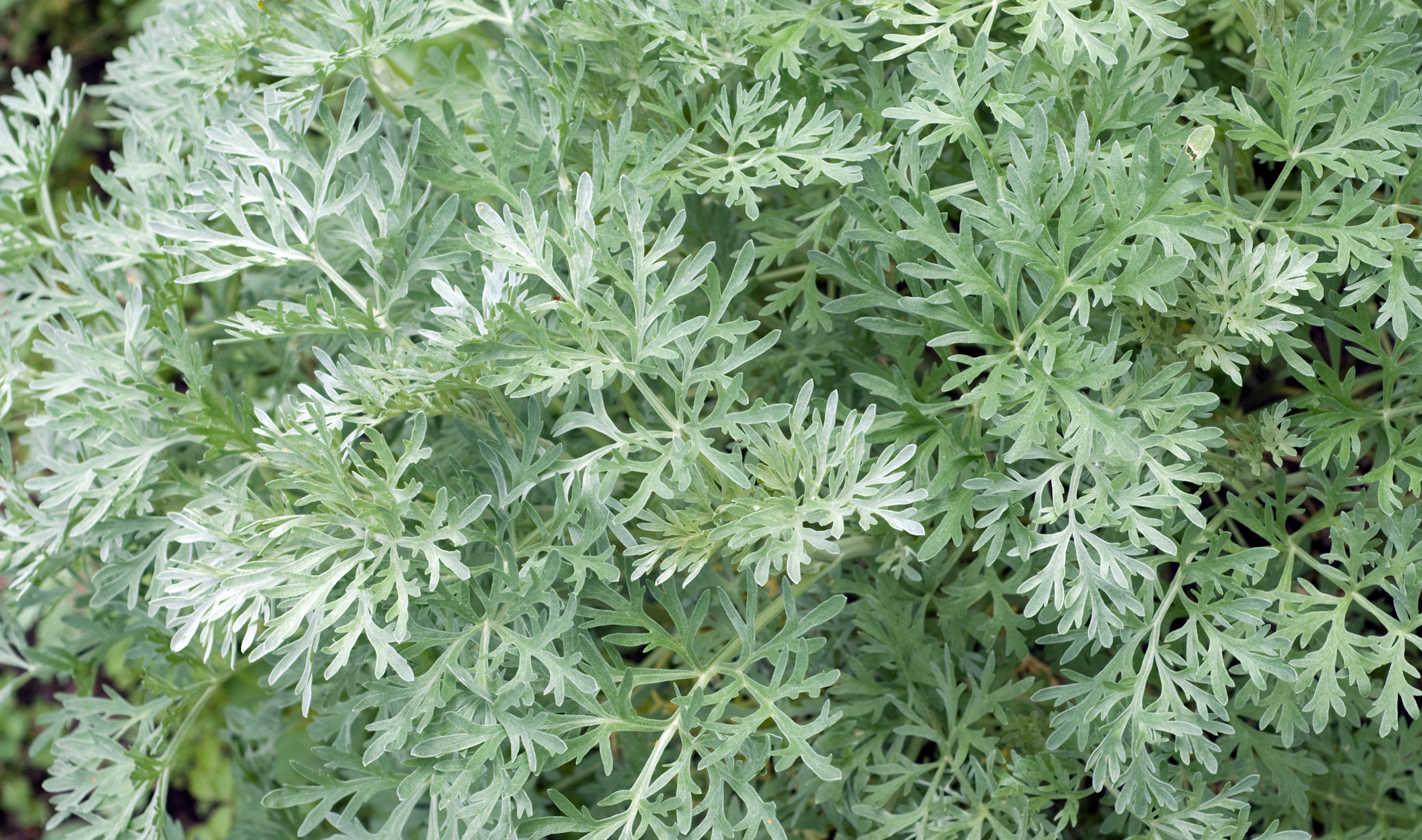 A wormwood plant.