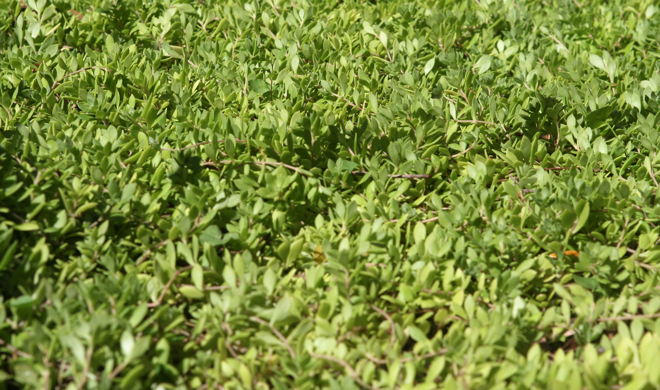 Sedum ground cover