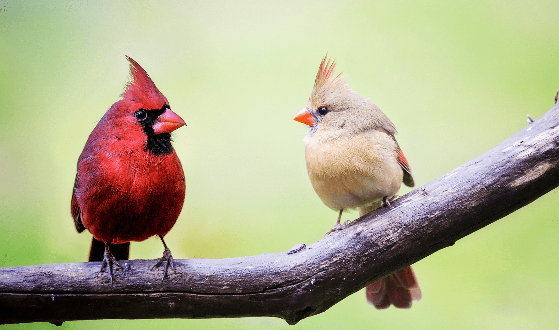 A male and female cardinal sitting on a branch together.