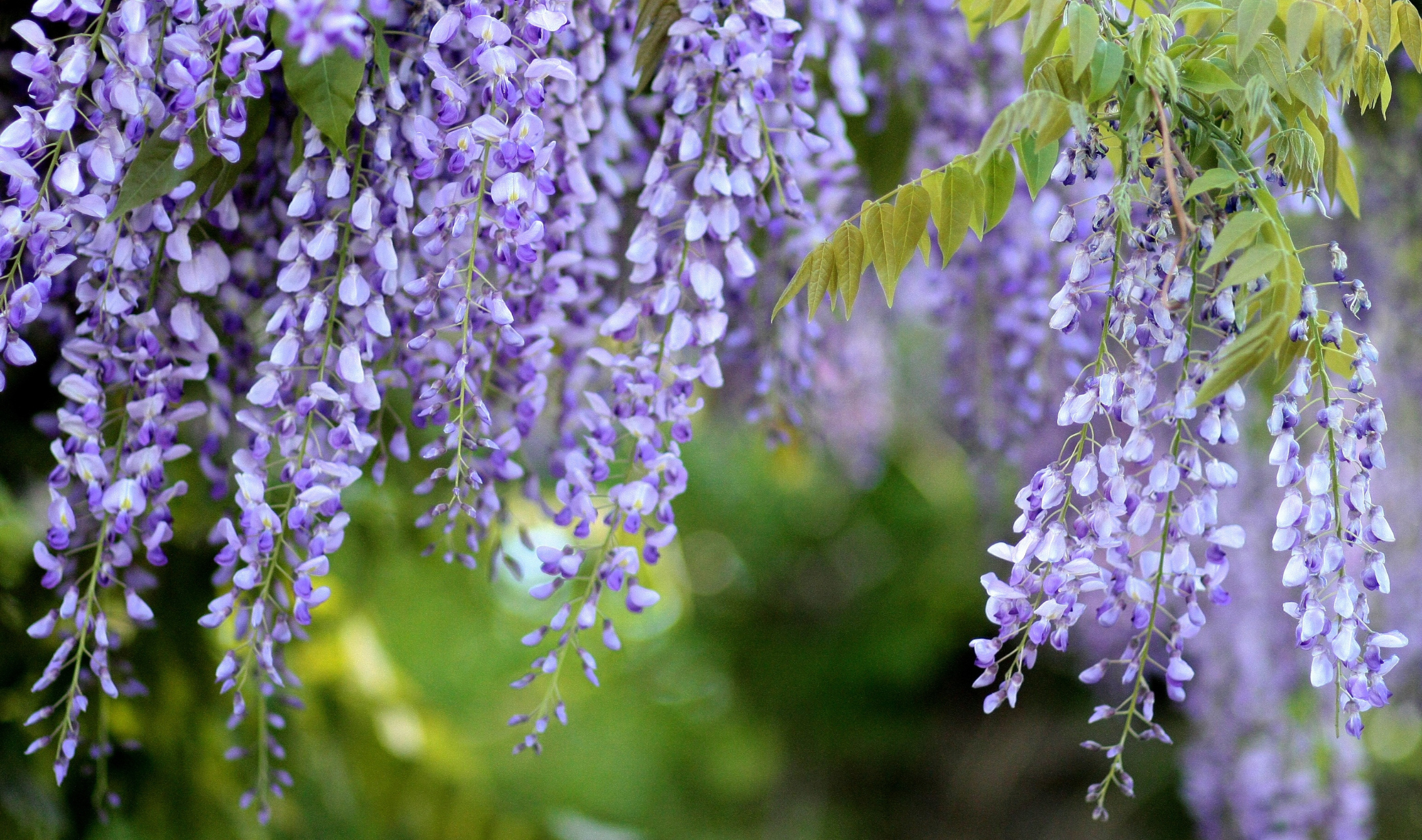 Some wisteria flowers hanging from a branch.