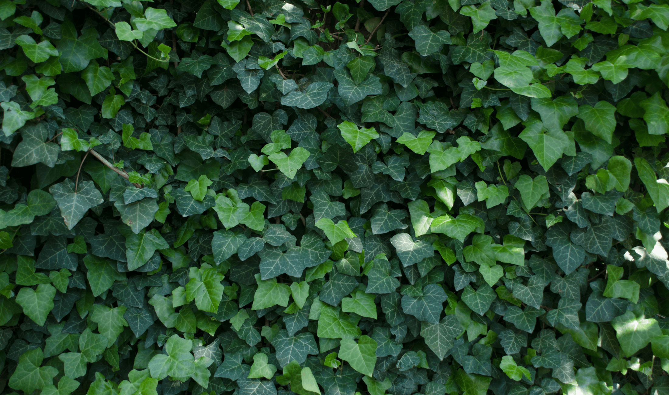 A wall of thick english ivy.