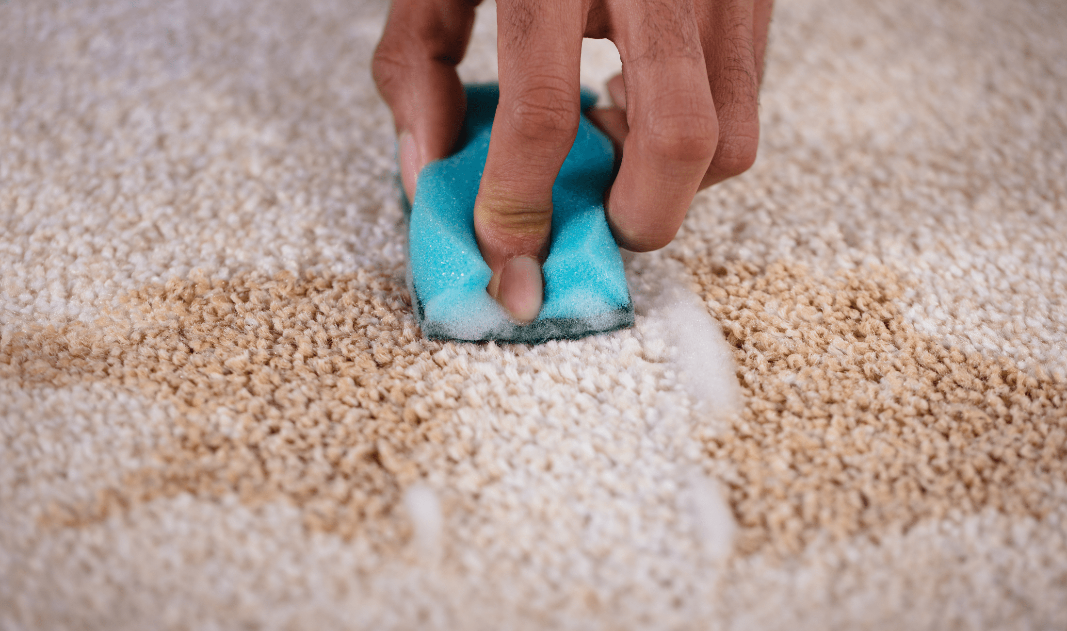 A person using a sponge to wipe up a stain on a carpet.
