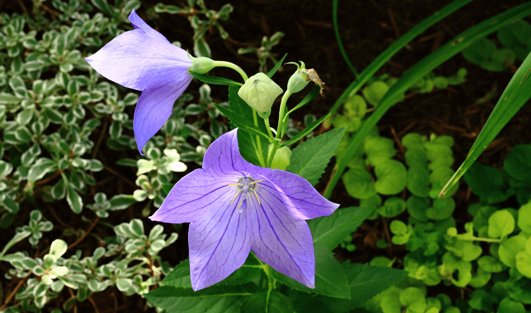 A balloon flower plant, some blooming, some not.
