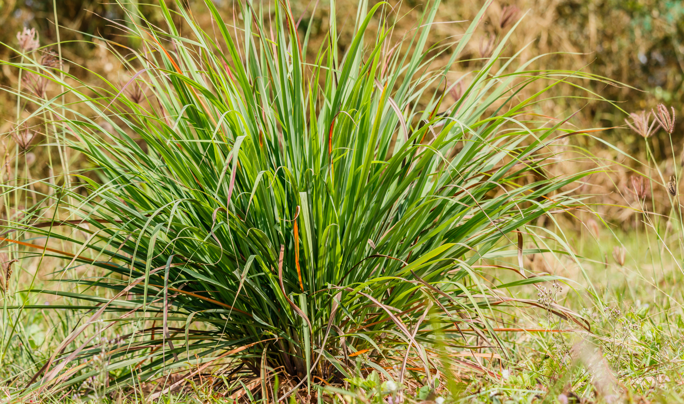 A bushel of citronella grass.
