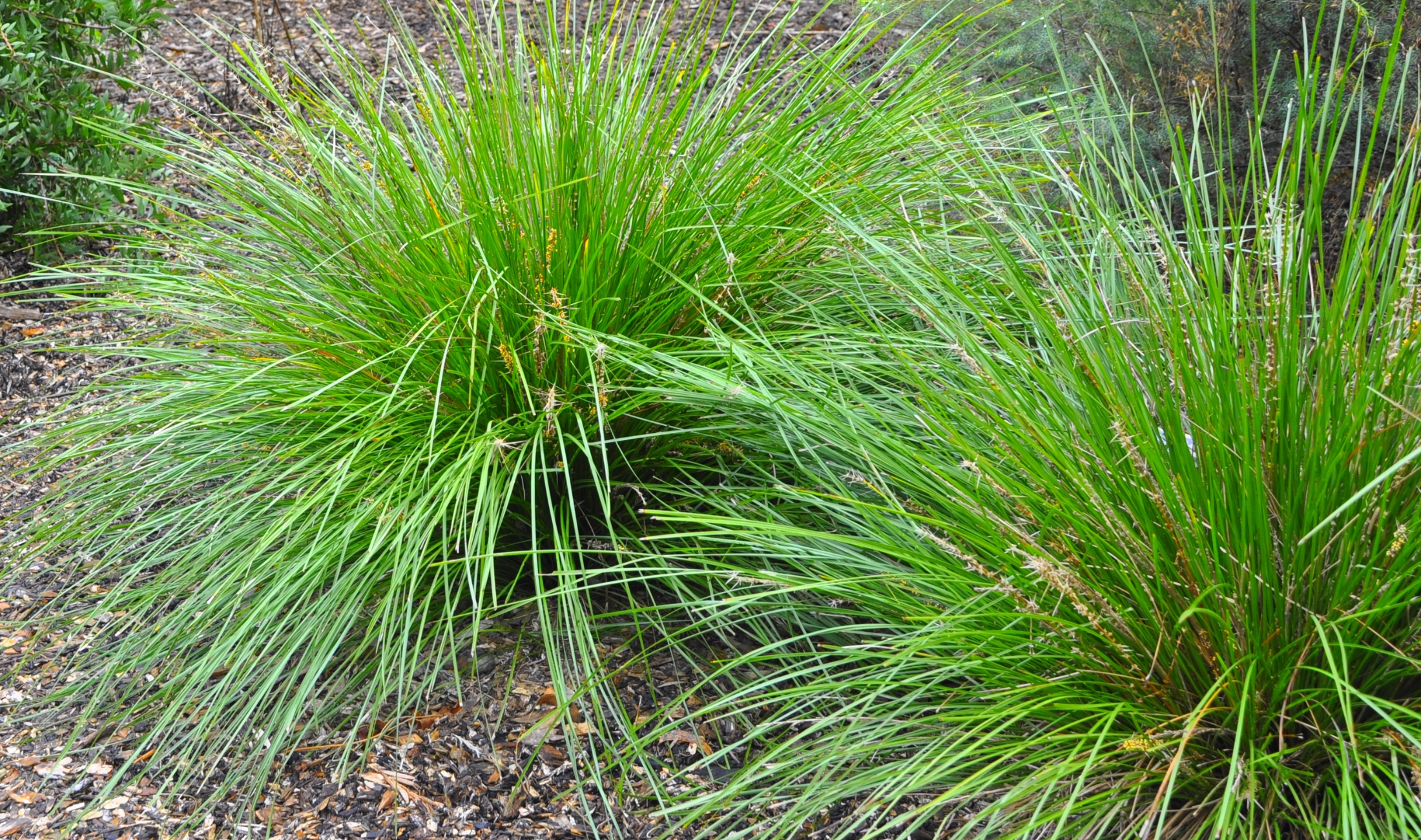 Ornamental grass bushes.