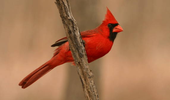 A male cardinal sitting on a branch.
