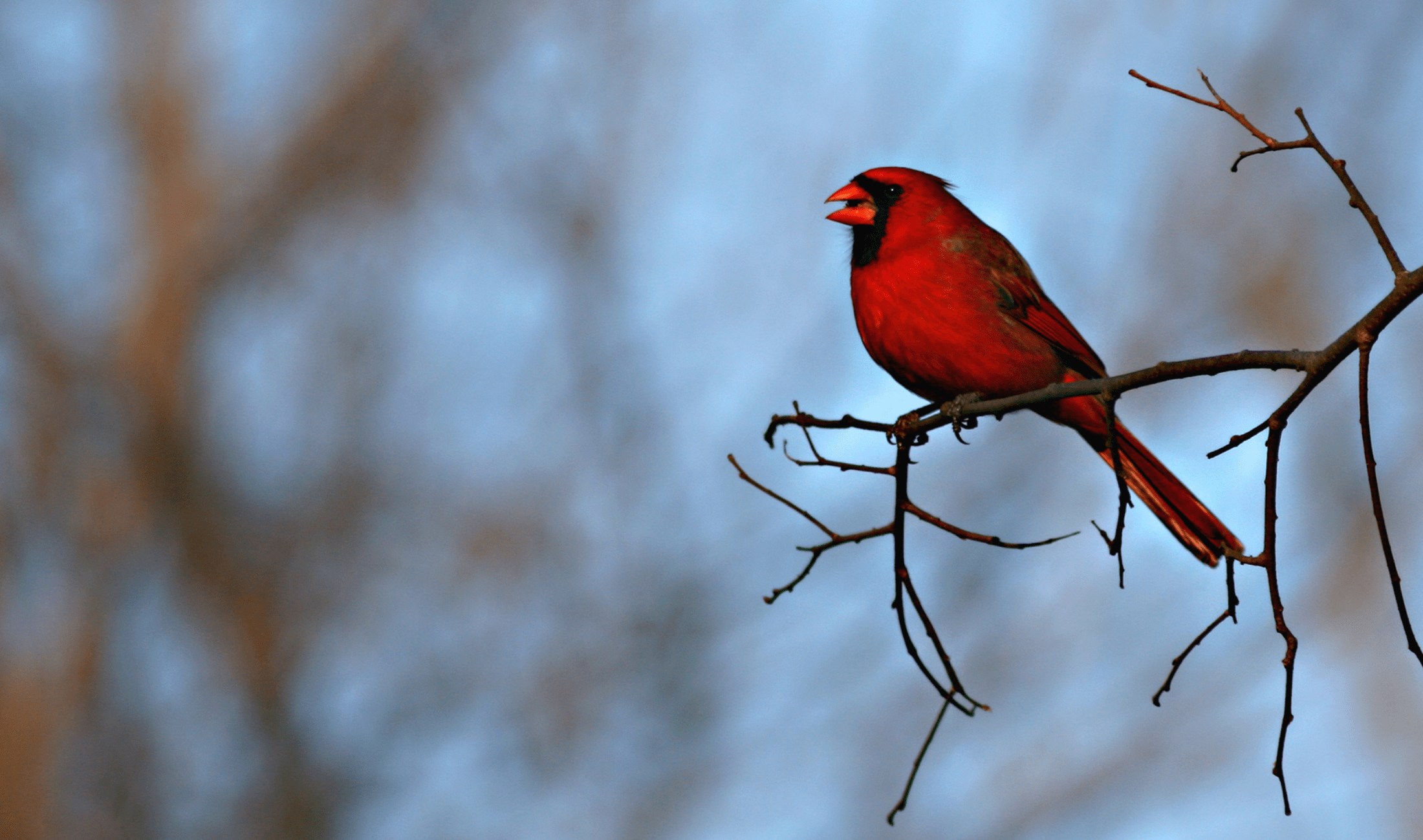 A male cardinal sitting on a branch, callilng.