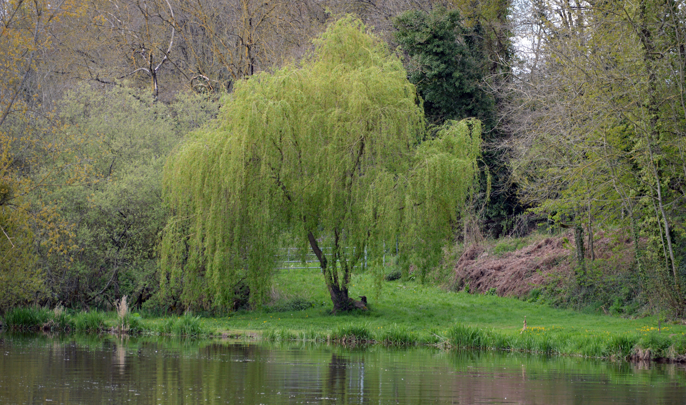 A large willow tree near a small lake.