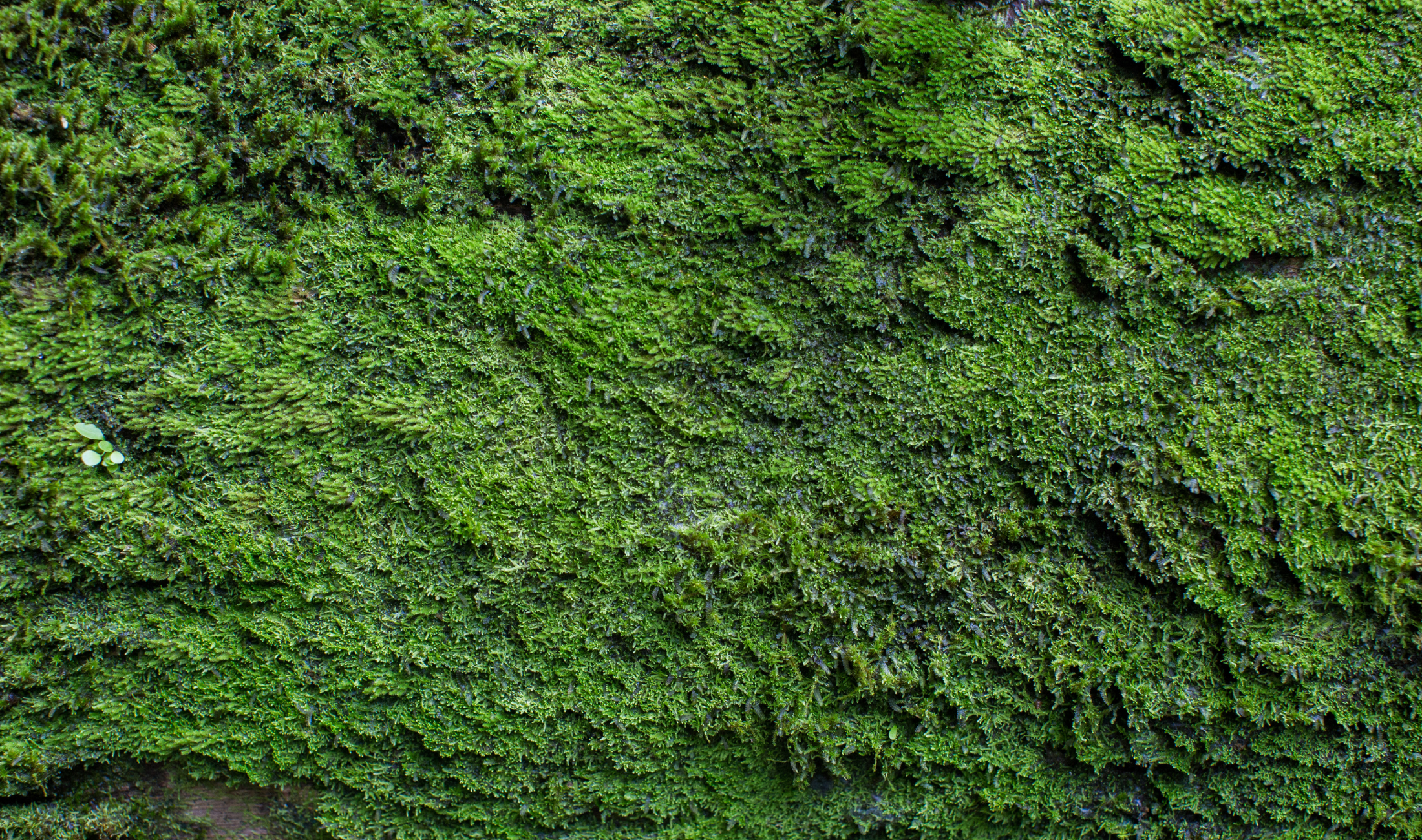 A moss lawn.