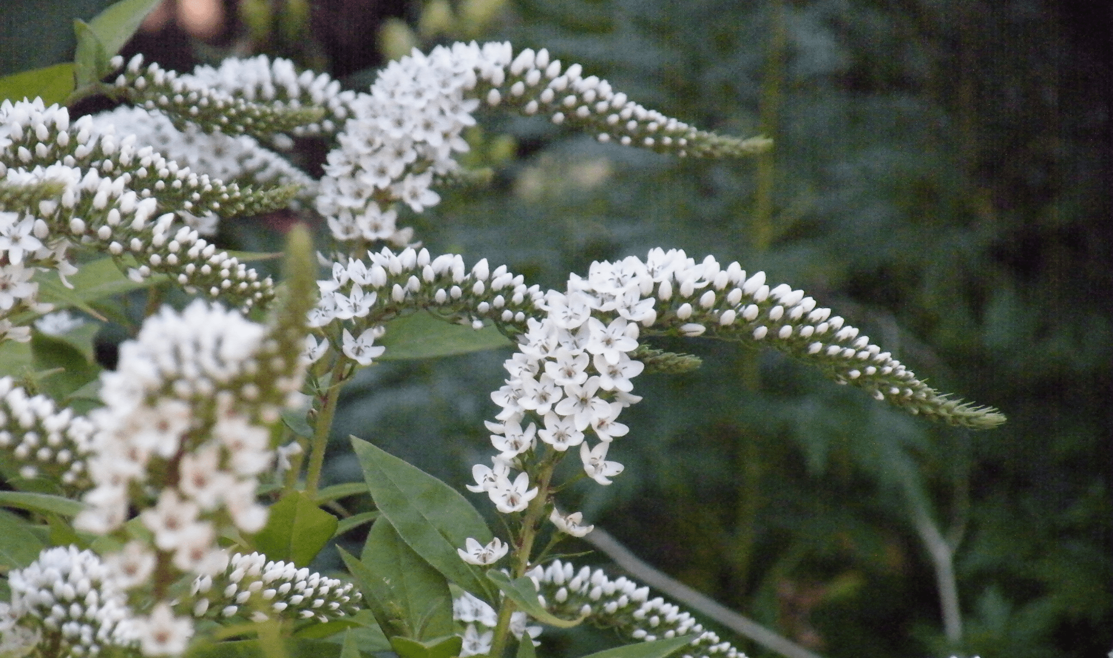 A bushel of gooseneck loosestrife.