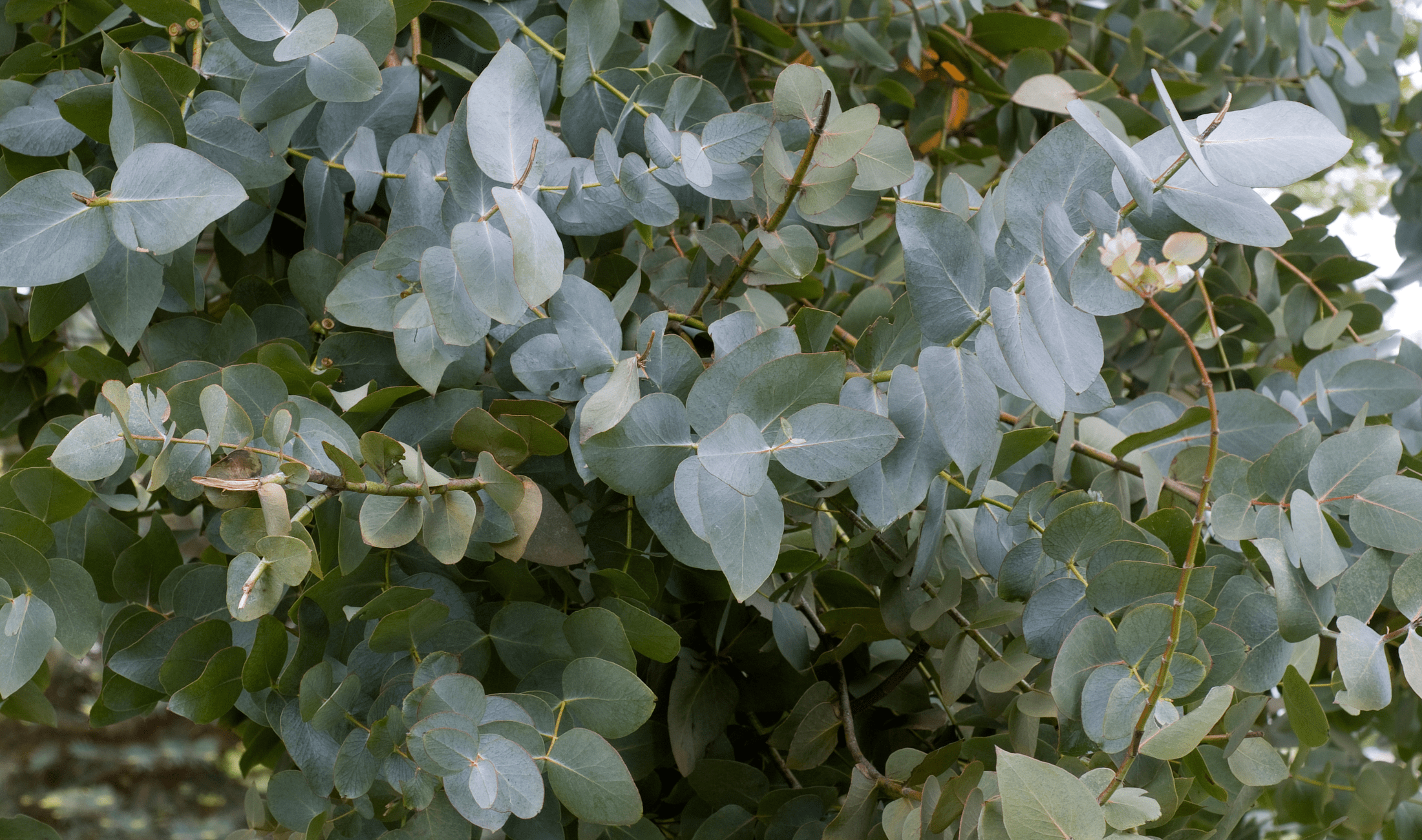 A eucalyptus plant.