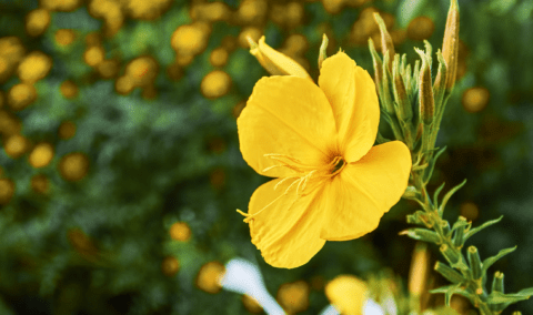 A blooming evening primrose on a stem.
