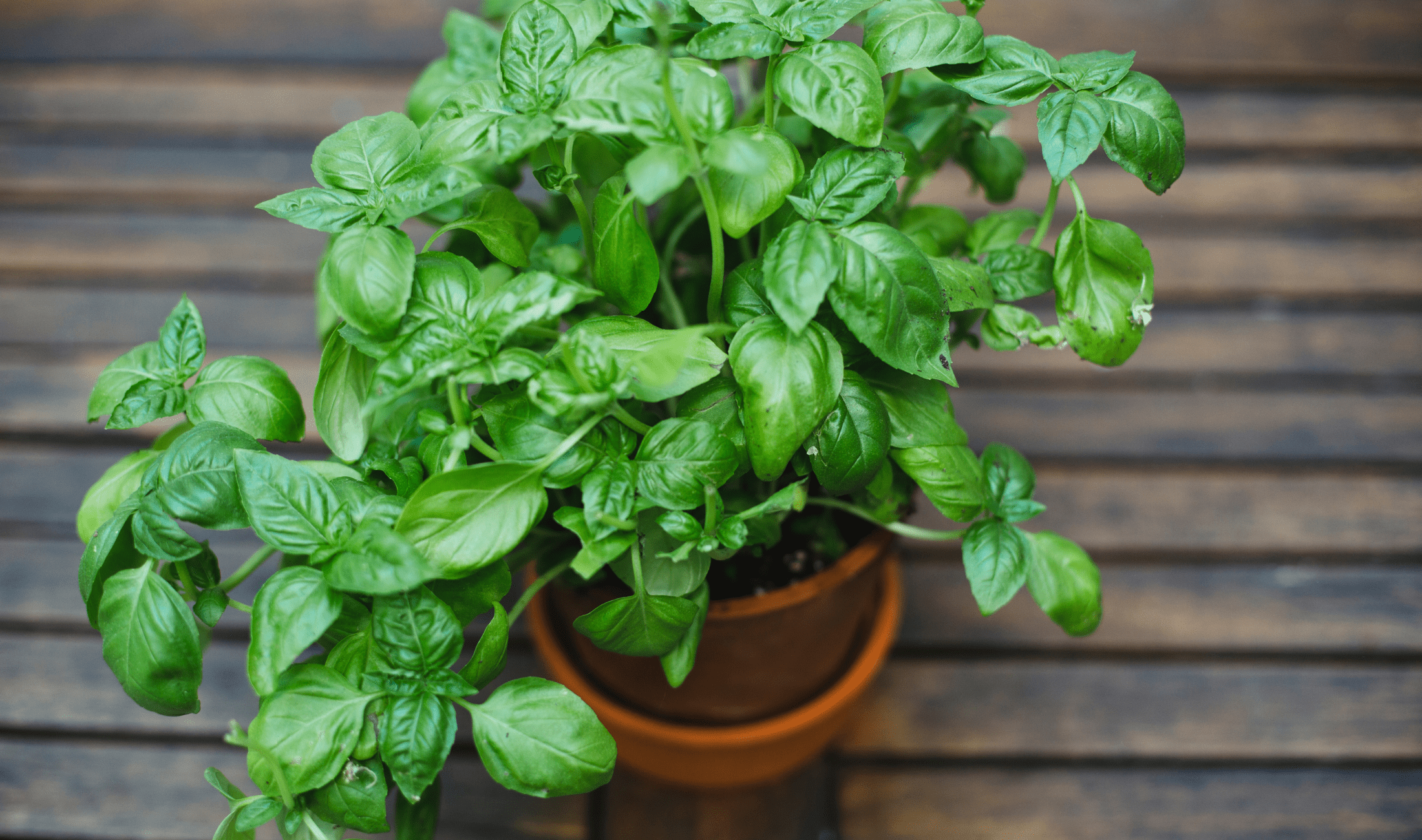 A potted basil plant.