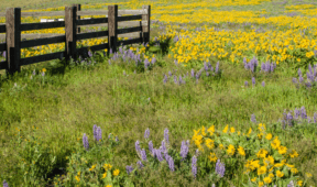 Forget Your Grass Lawn, Try These Low-Maintenance Alternatives