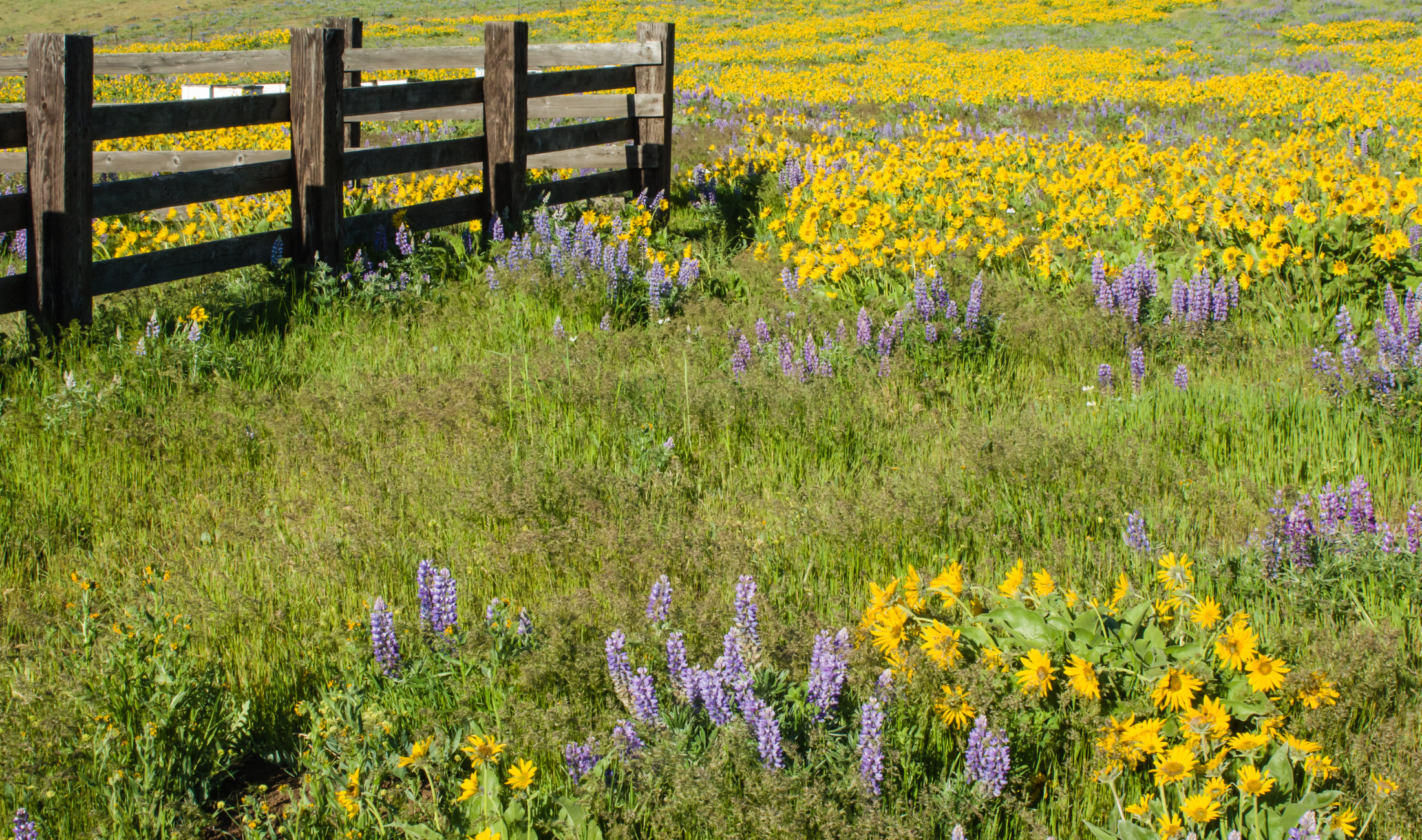 A wildflower lawn