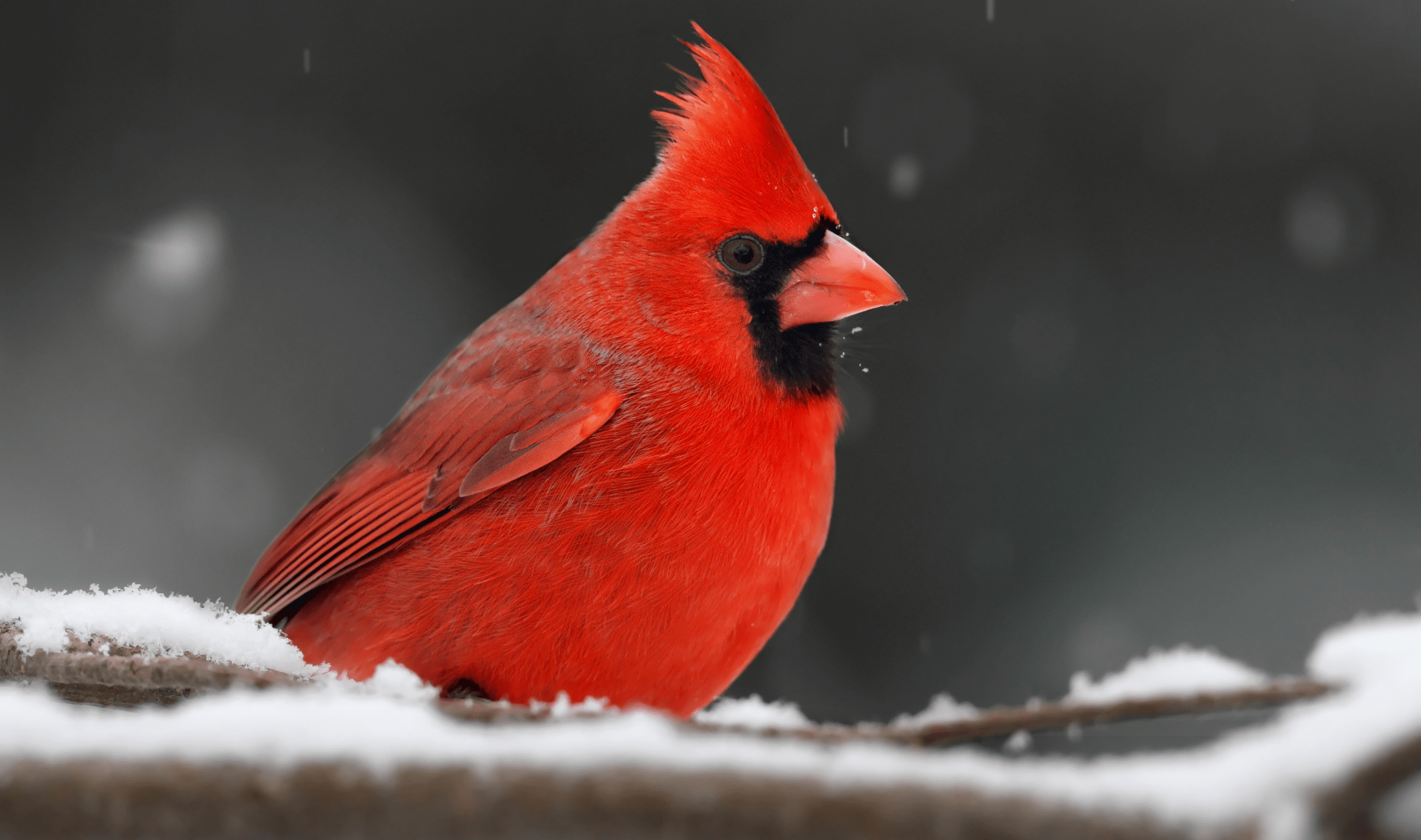 A male cardinal sitting on a snowy branch.