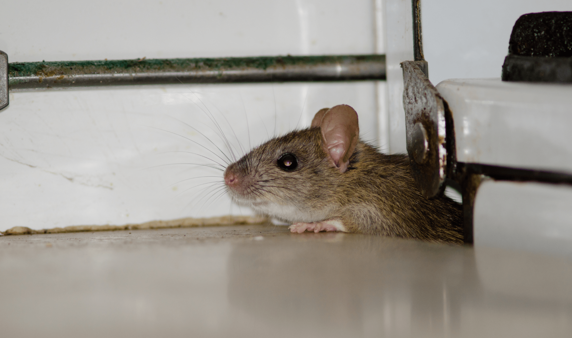 A mouse in a garage.