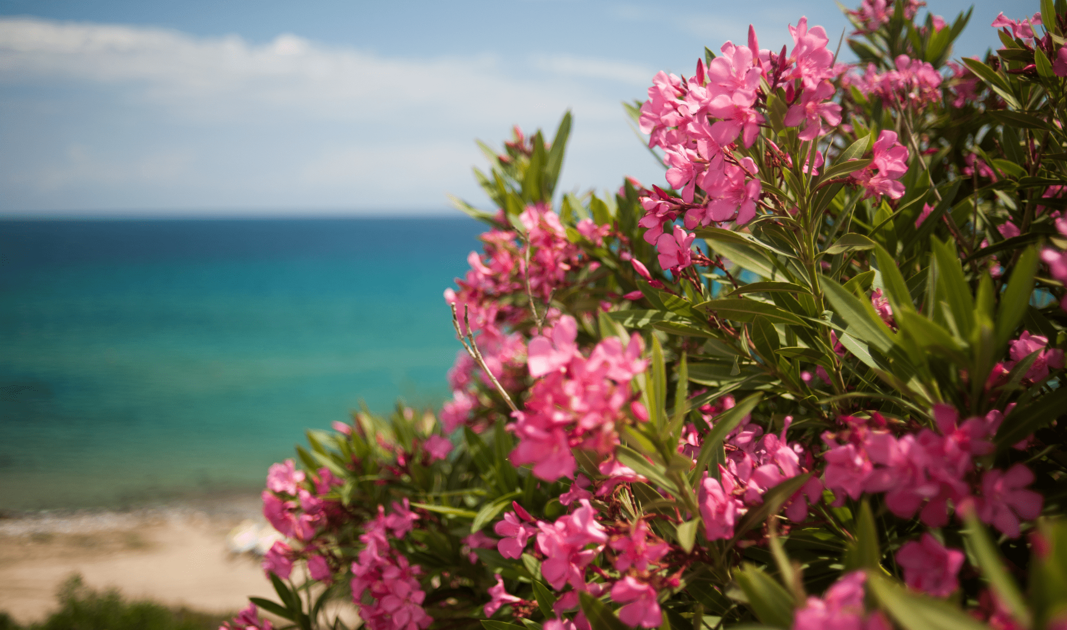 A bush of pink, flowering oleander by a beach.