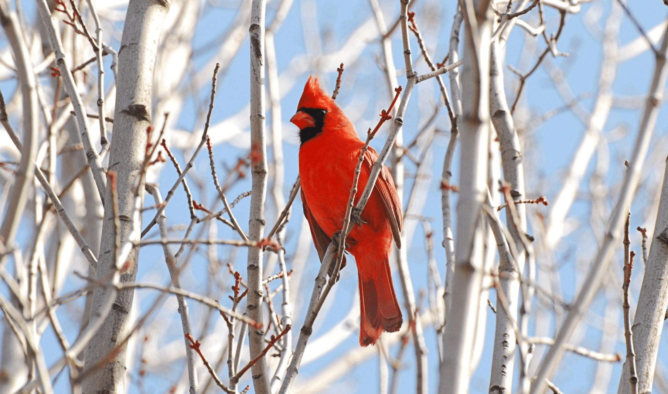 A male cardinal sitting on a branch.