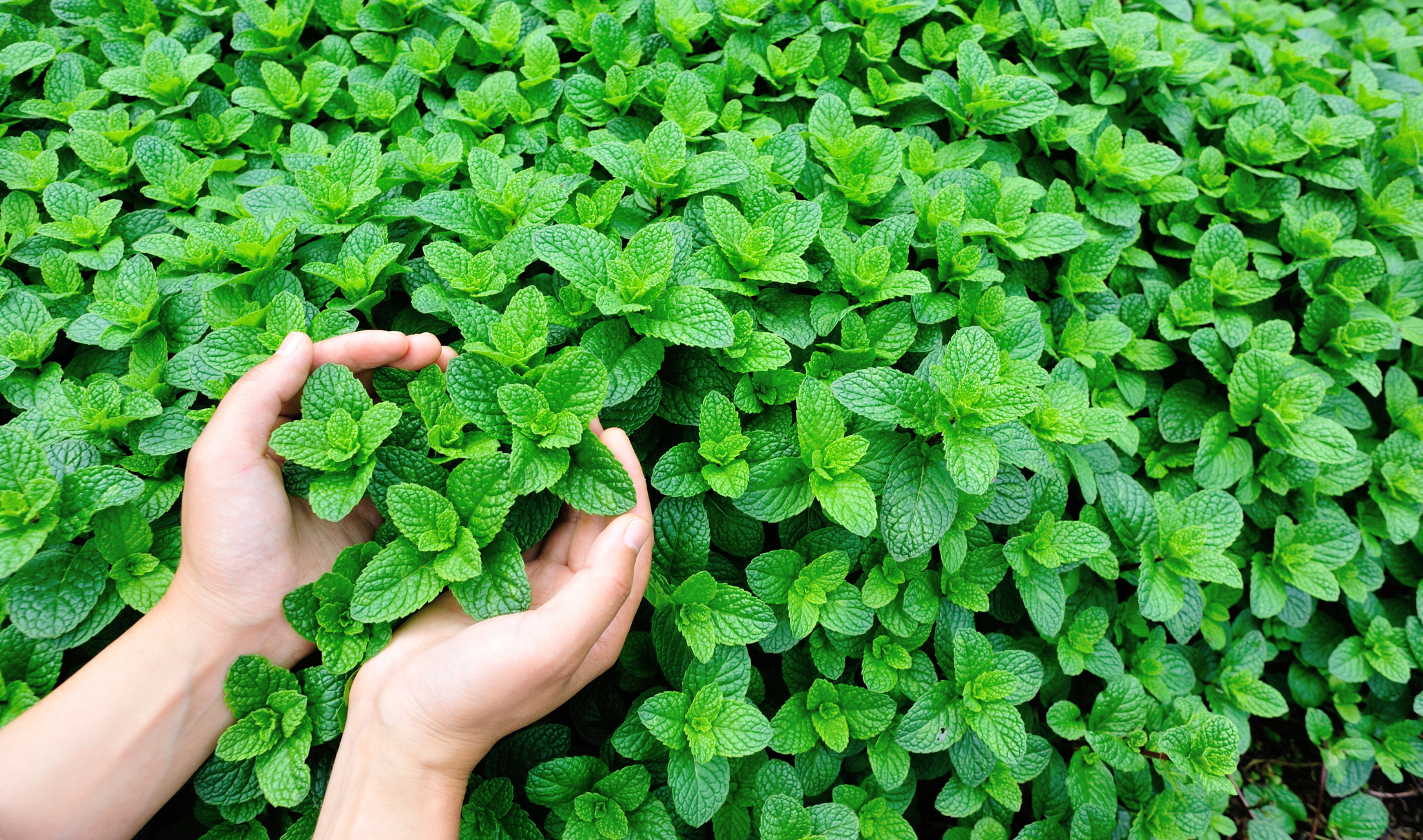 Two hands cupped around a few stems of min growing from a patch of it.