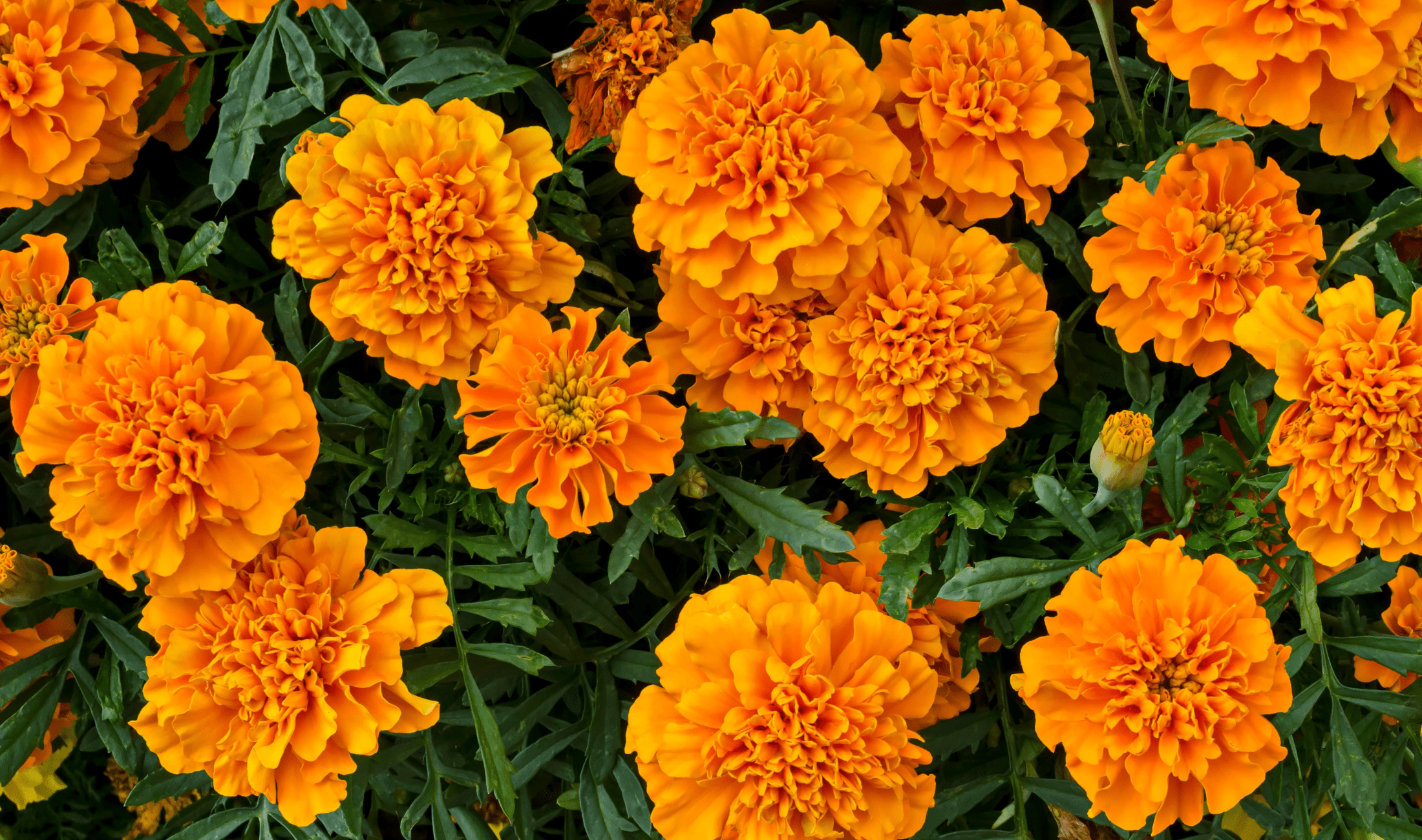 A bush of marigolds.