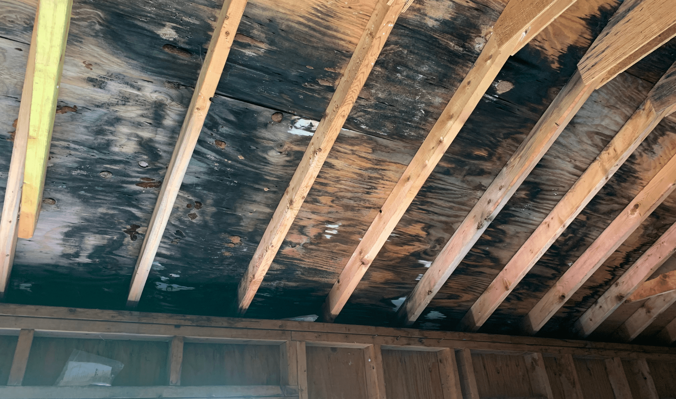 The wood ceiling of a shed or garage that's covered in black mold/rotting.