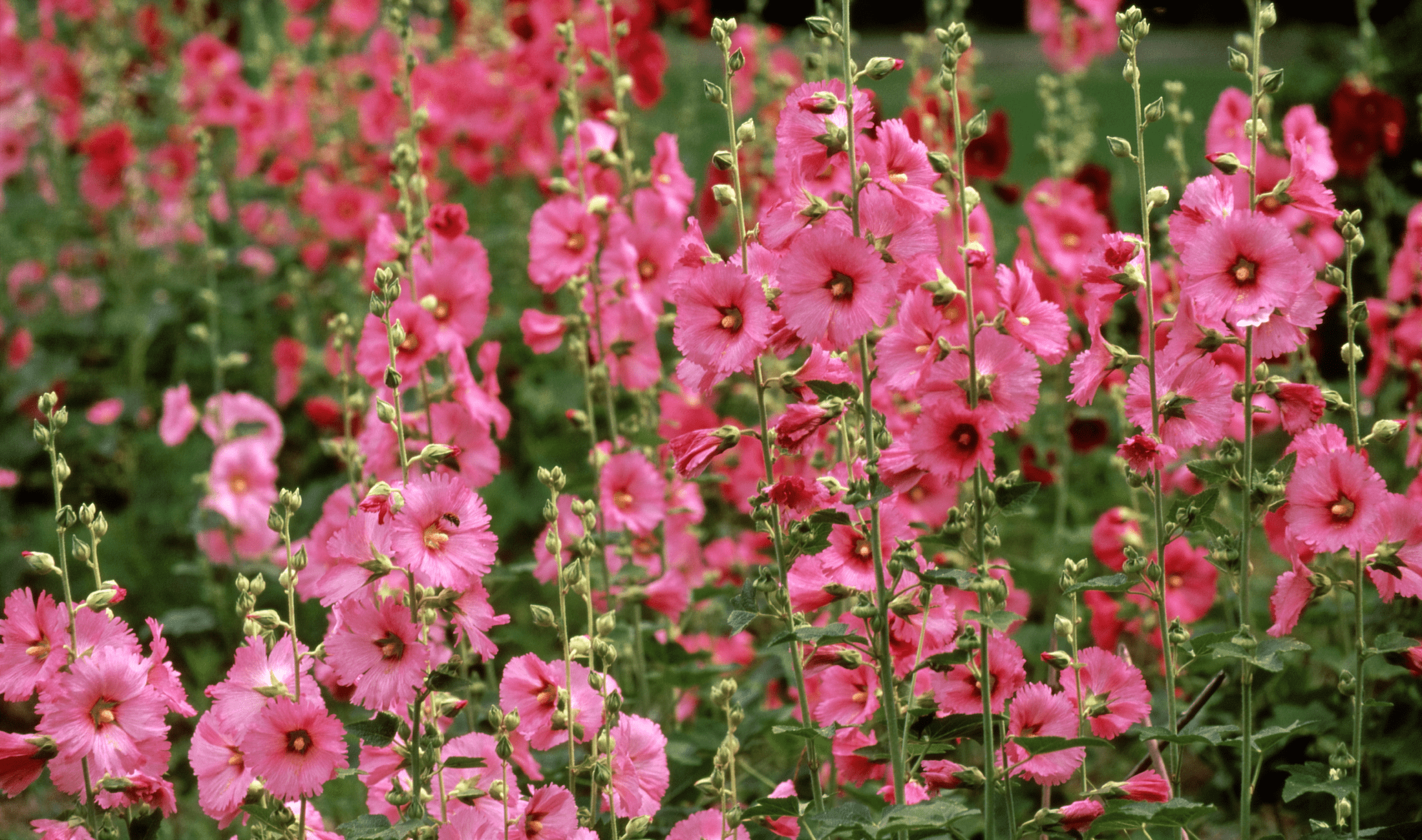 A large bushel of hollyhocks in a garden.