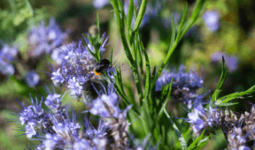 7 Garden Plants That Also Keep Wasps Away