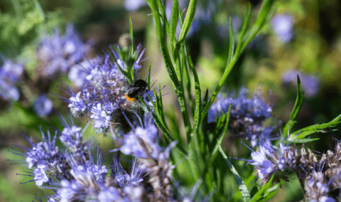 A pennyroyal plant with a bee on it.