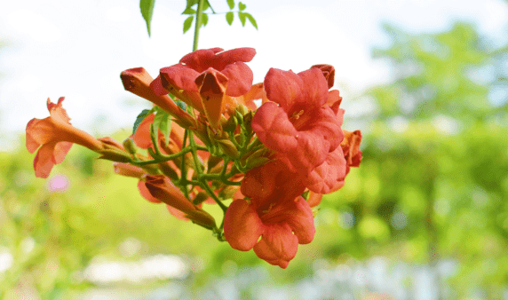 A flowering head of a trumpet vine.