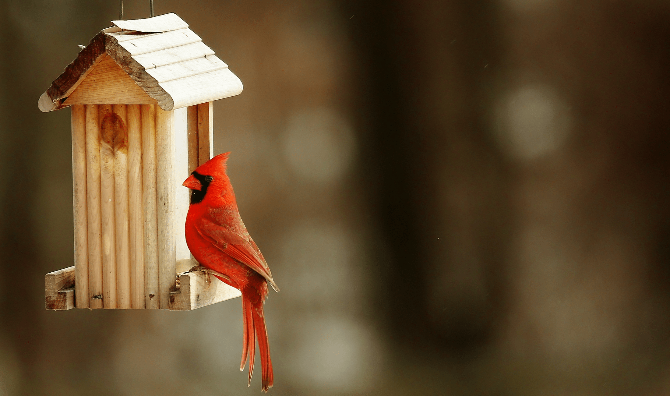 A male cardinal sitting on a birdhouse.
