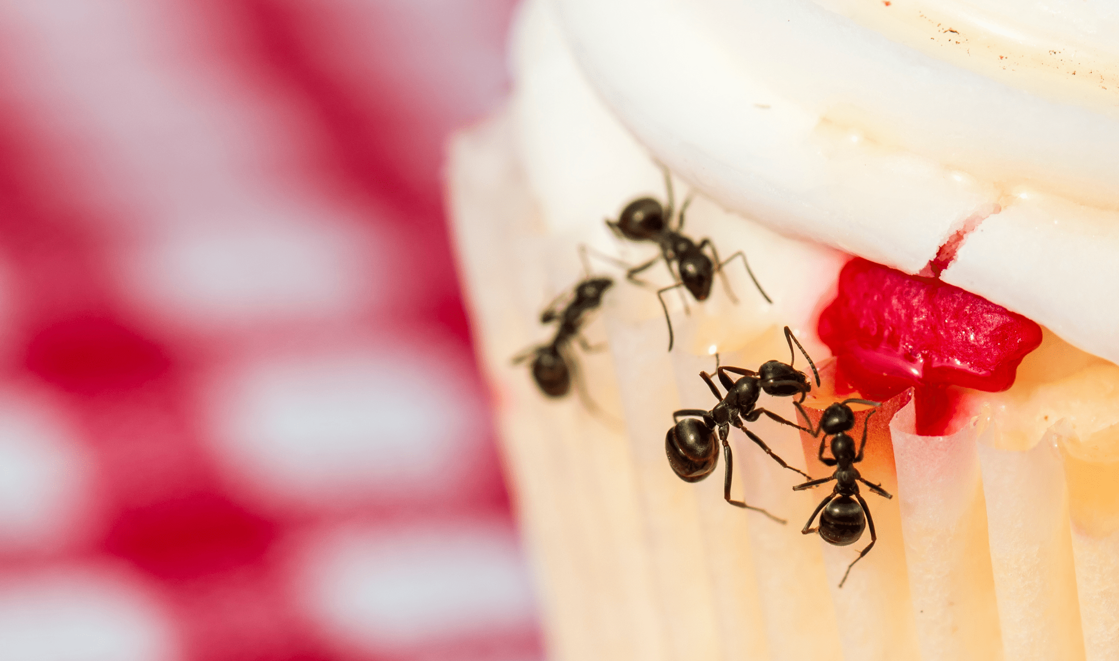 A closeup of four ants crawling on the side of a cupcake.