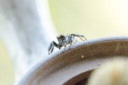 How To Get Rid Of The 7 Most Common Summer Pests