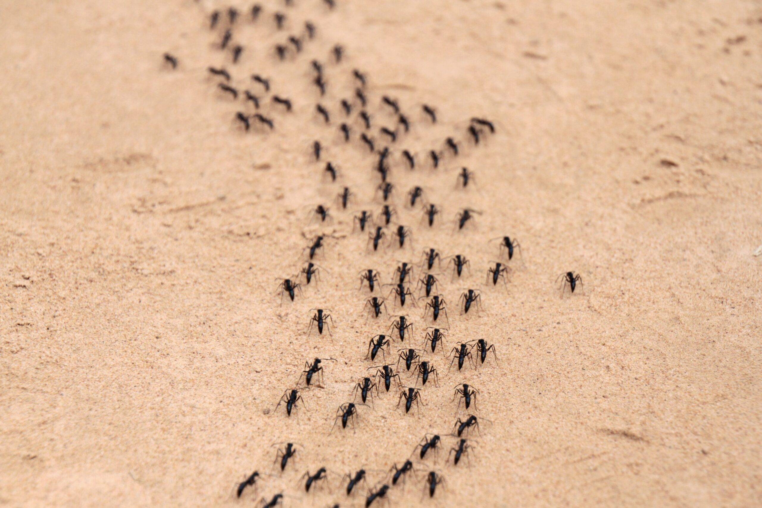 A large line of ants marching together.