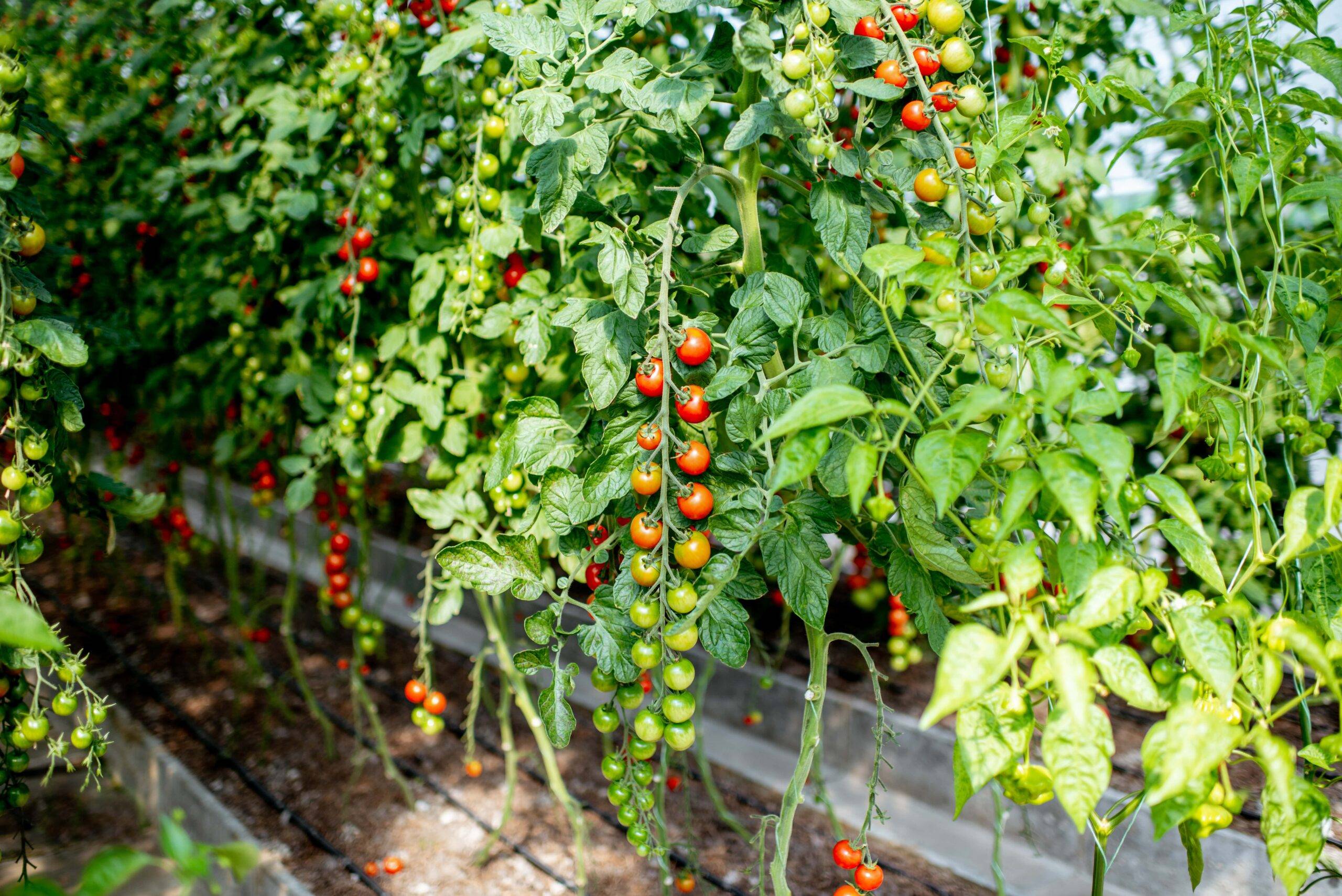 A large bunch of tomato plants with long, bountiful vines of progressively ripe tomatoes.