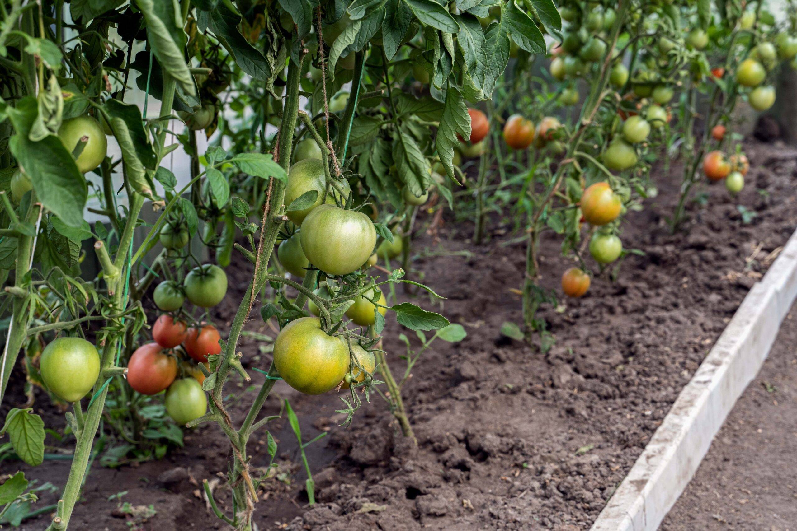A row of tomato plants with mostly green tomatoes growing on them.