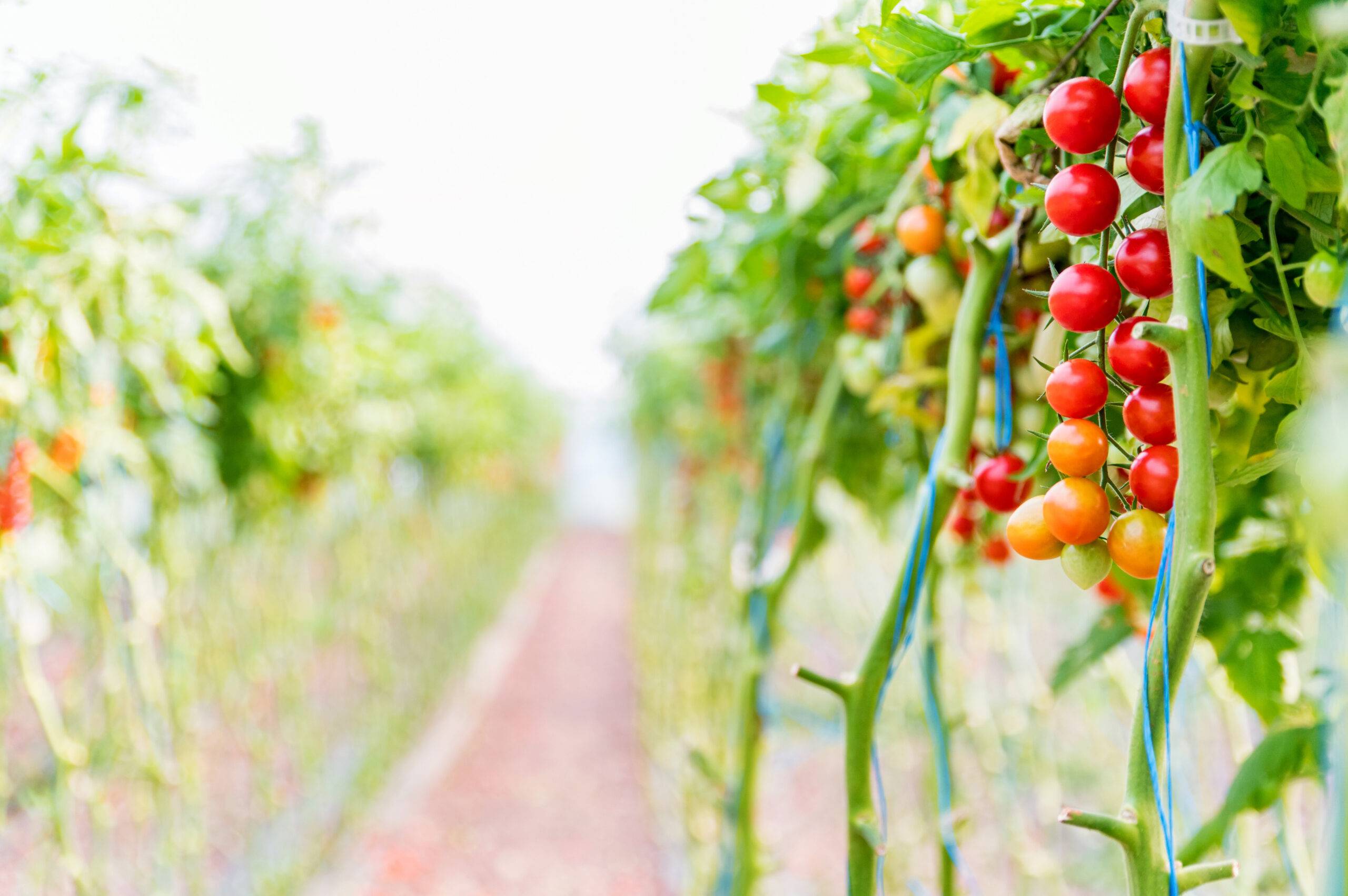 Close up of cherry tomatoes cultivation in a greenhouse. Selective focus