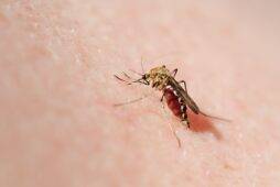 8 Tips For Repelling Mosquitos
